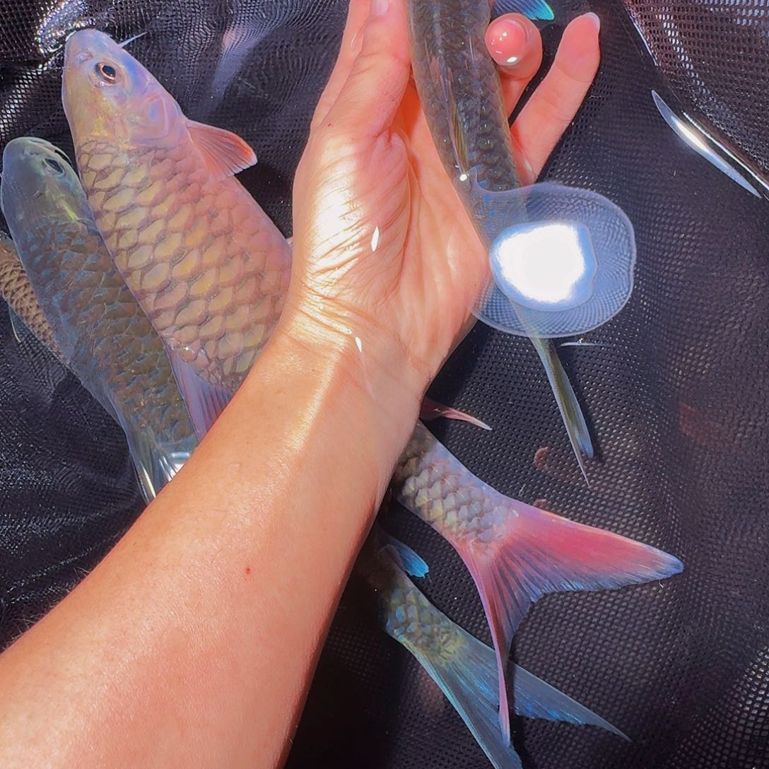 吉罗鱼异口蓝吉罗