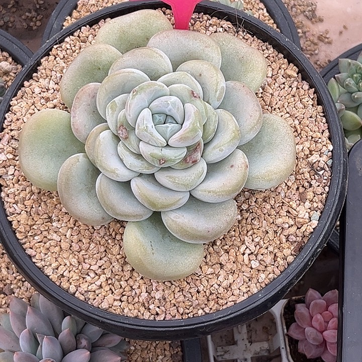 ღ***蓝多肉植物玉麒麟278
