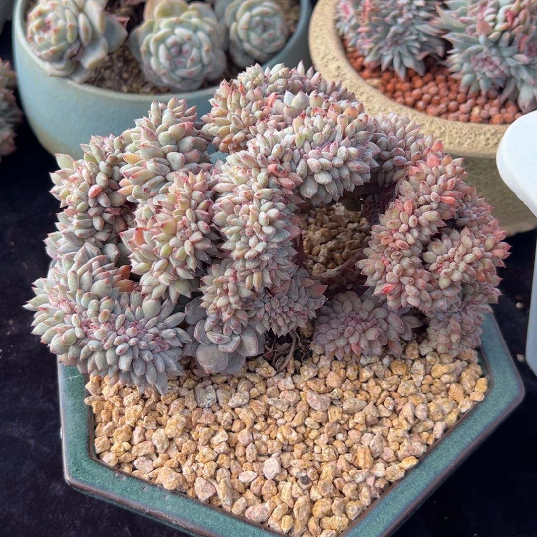 有瑕疵 有瑕疵 有瑕疵