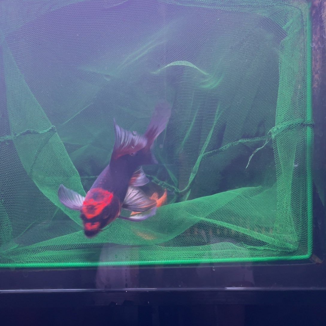 海水鱼用****012号红猫