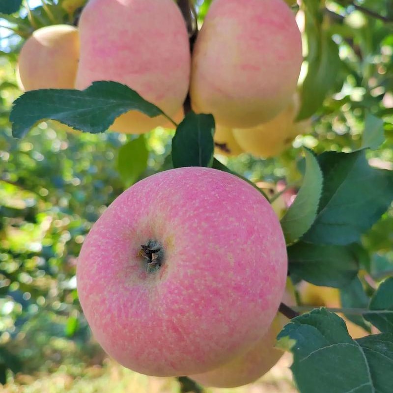 北京密云本地国光苹果多送一斤，发四斤，酸甜脆，小时候的味道，精品果不区分大小超级好吃北京市