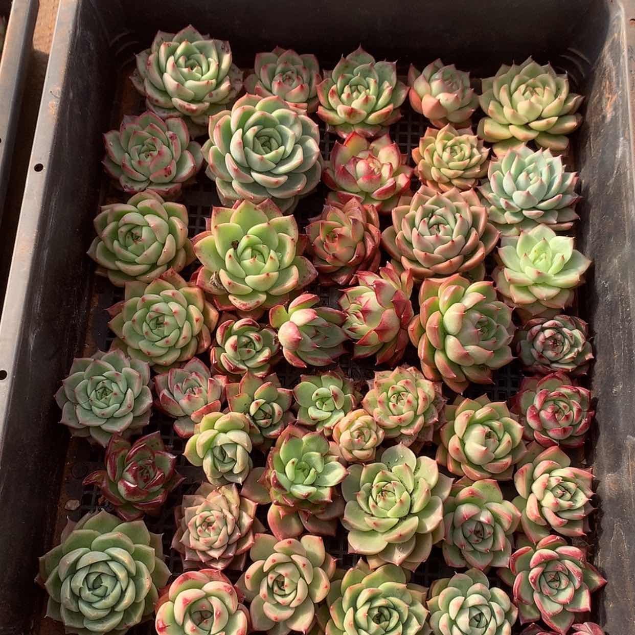 【闪购商品】云29号一筐