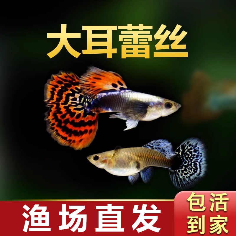 【精品】大耳蕾丝孔雀鱼活体活鱼热带鱼高端孔雀鱼观赏鱼