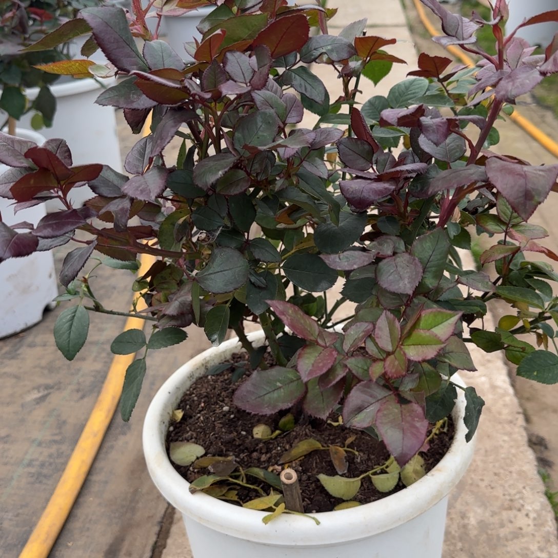 ღ****完全开放精品月季花