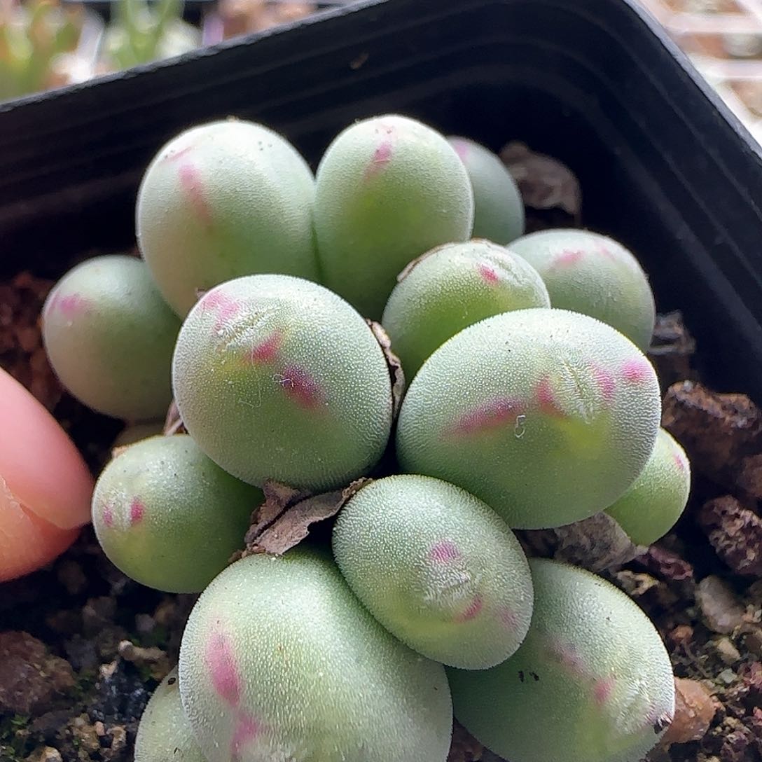 脱土发货哦25194