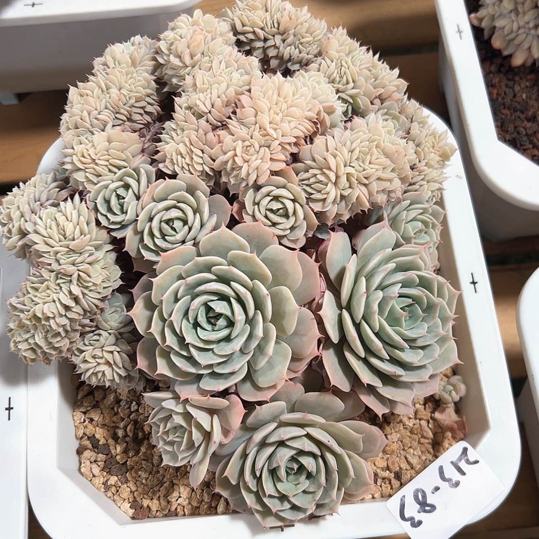 213-83雪域缀化多肉