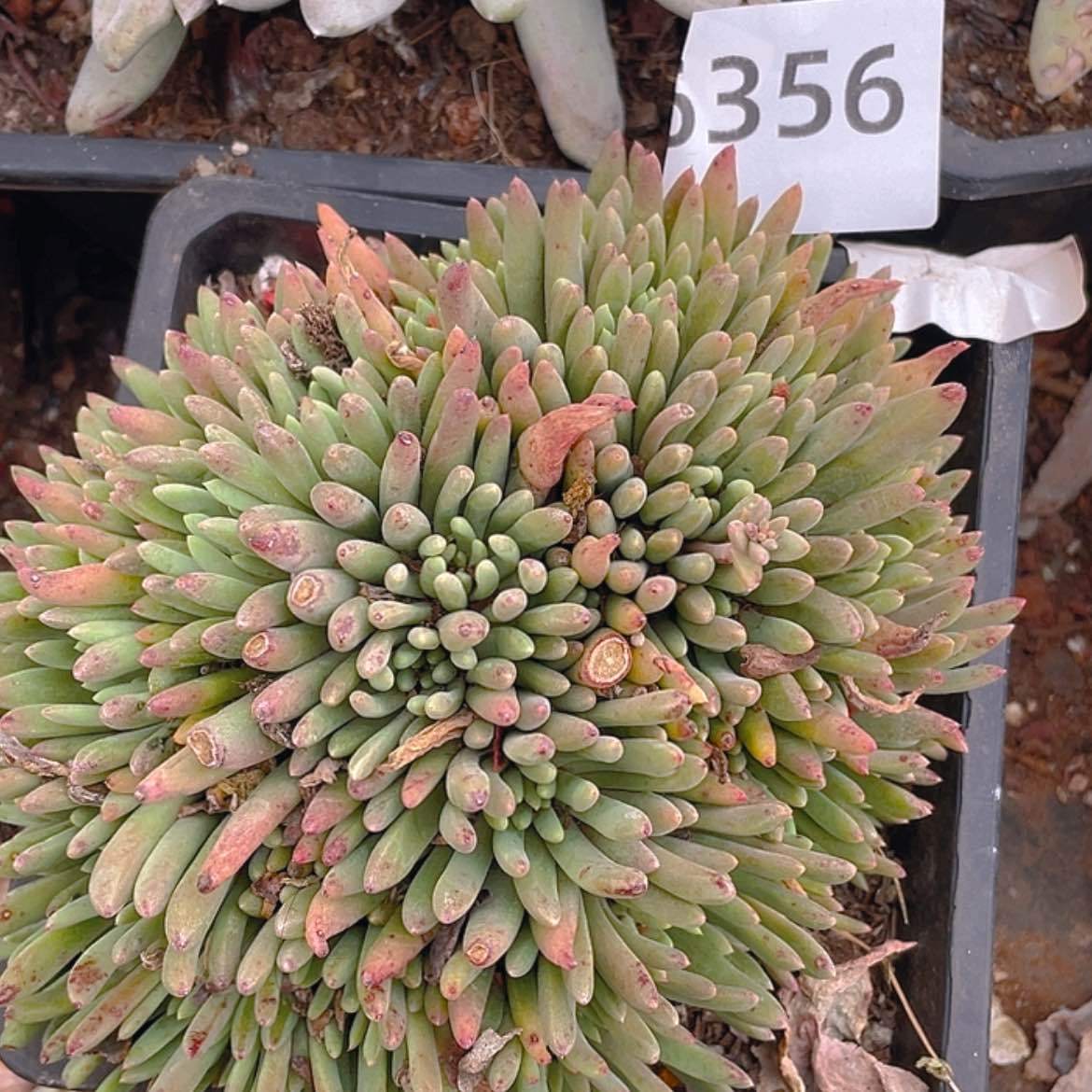 【闪购商品】绿菊绿菊