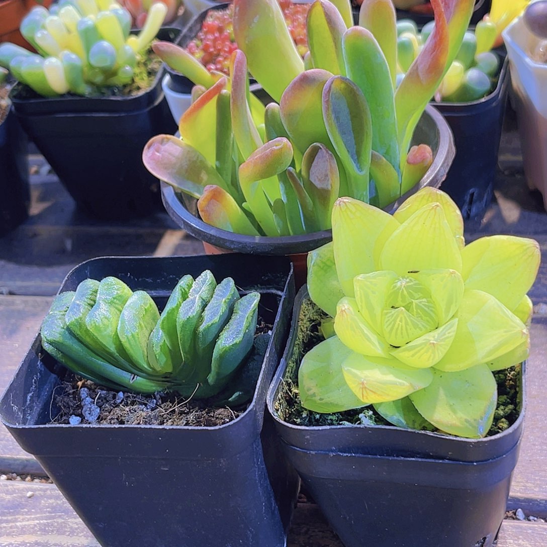 火狐狸。玉扇。黄金雨露