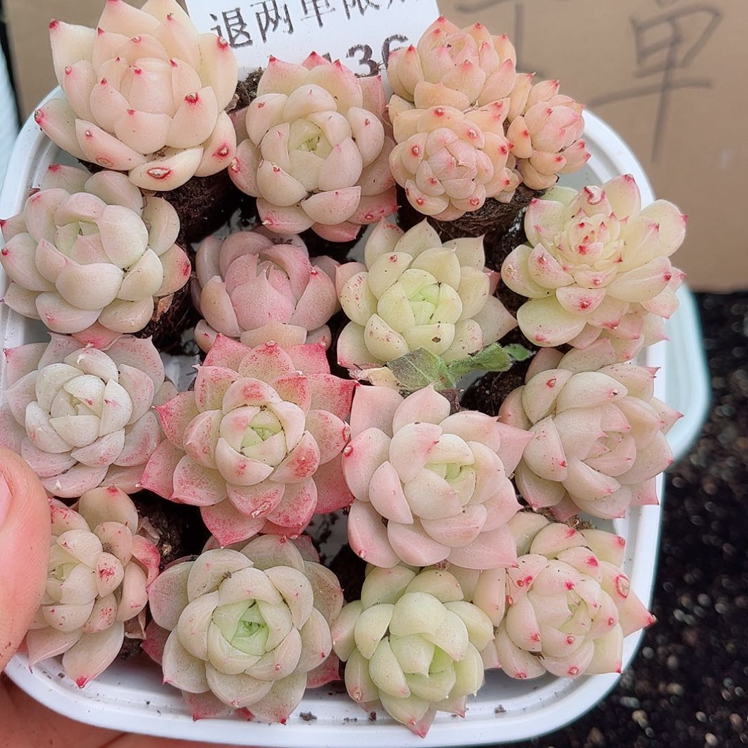 1-136 新疆西藏内蒙不发12.8包邮2-3公分多肉