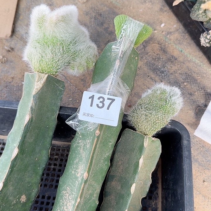 坠化组合137一组