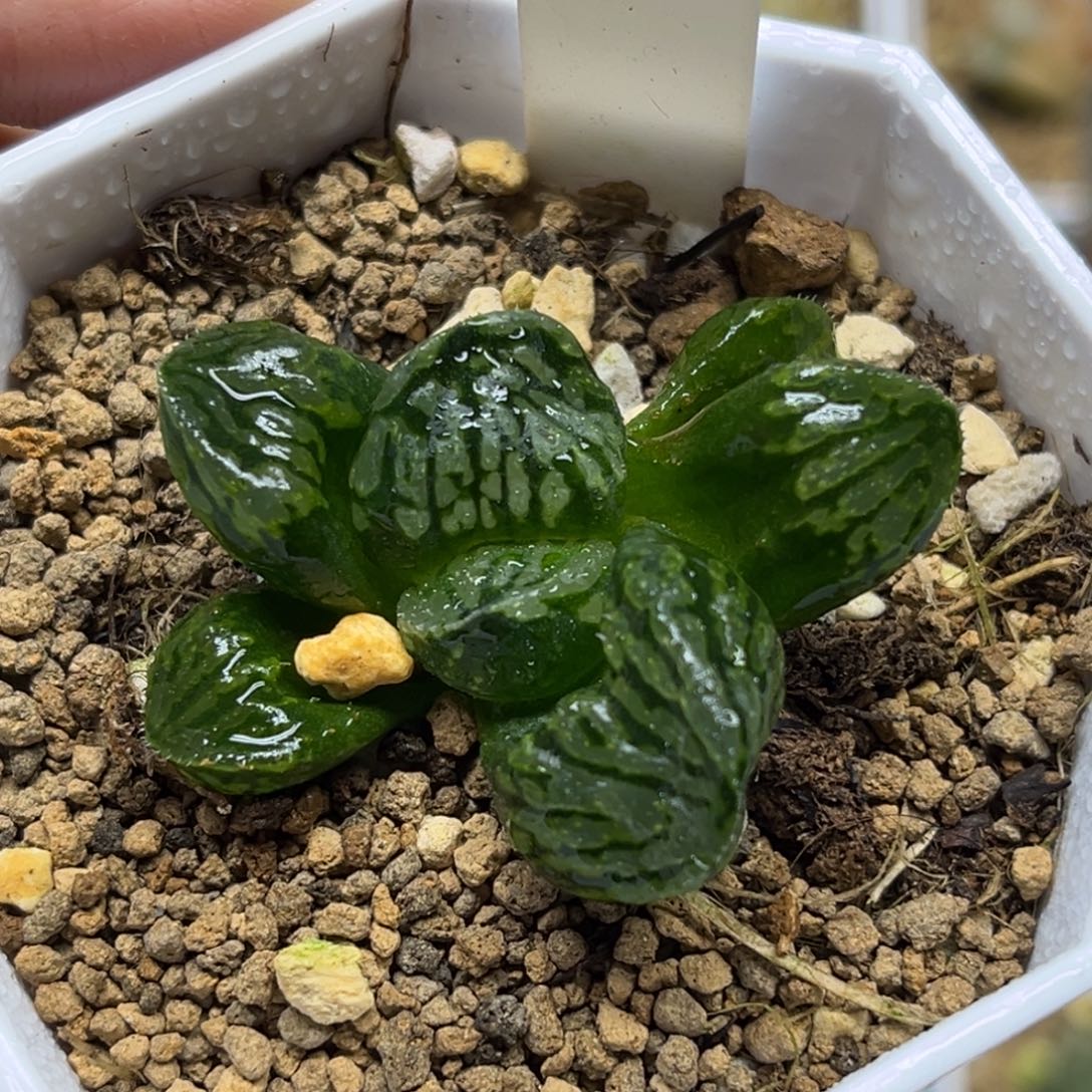 60月光宝盒冰城实生福利专场