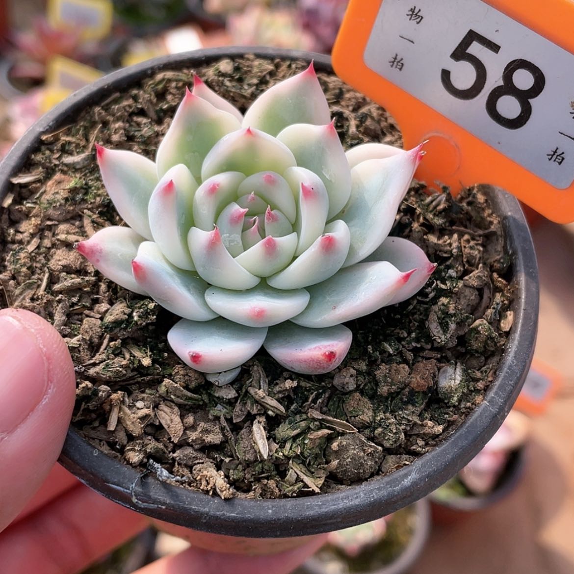 【闪购商品】58号的