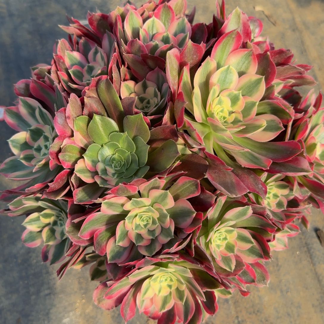 266粉女郎精品法师多肉