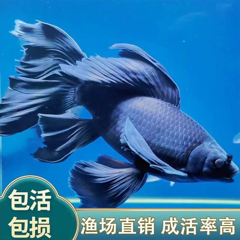 黑色墨蝶18-23饲养混养纯种蝴蝶鲤观赏鱼好养短身长尾适合混养