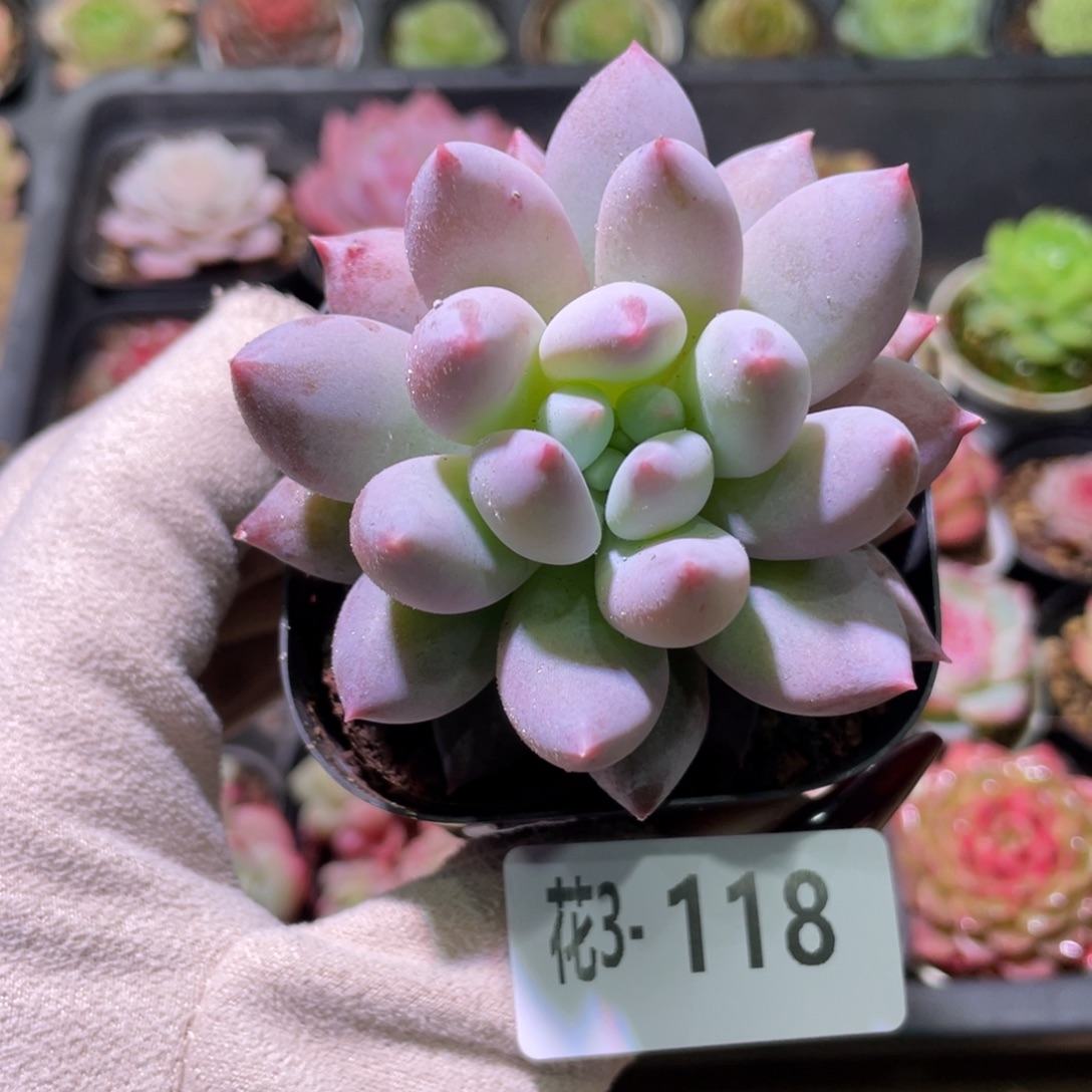 花利美3-118奶瓶单头