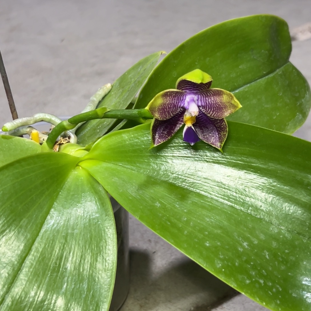 摸***鱼完全开放l050三寸ys1166