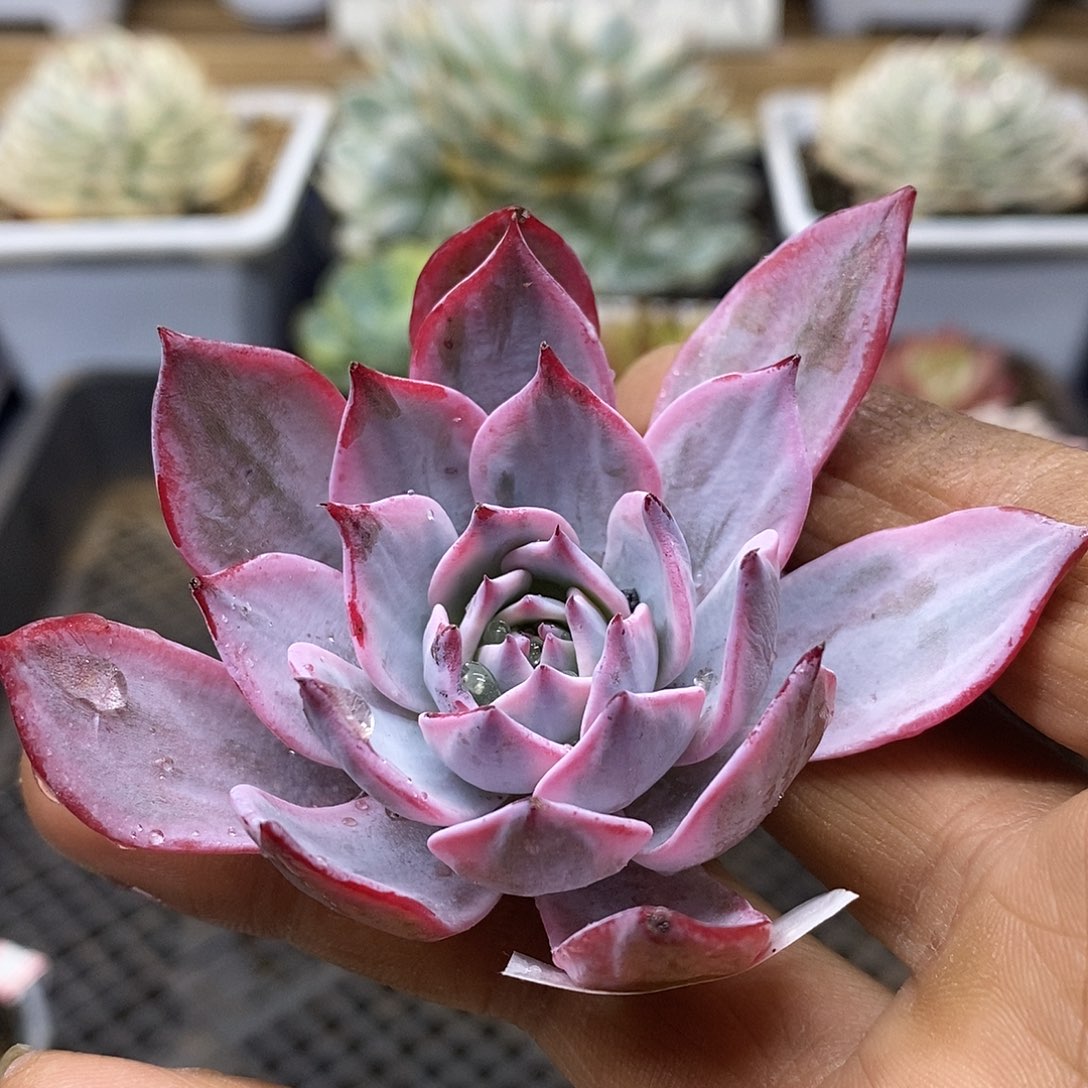 07195 劳伦斯覆轮锦头盖