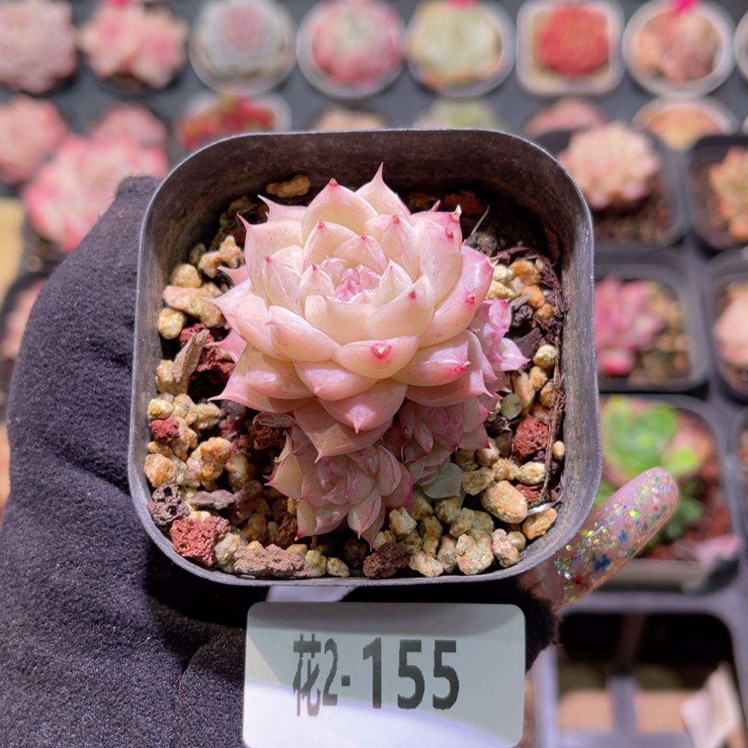 红陶花利美2-155女王