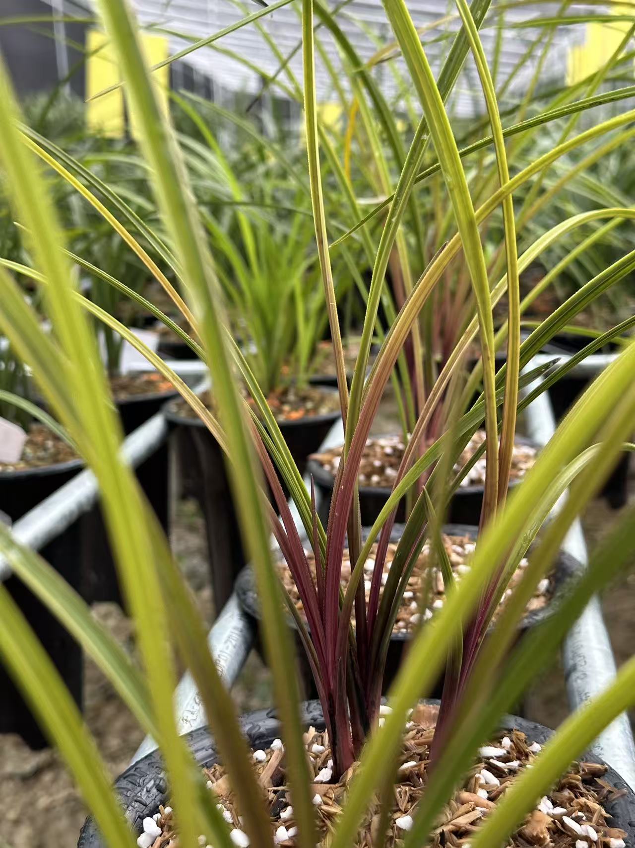 精品国兰兰花（蕙兰、春剑、春兰、莲瓣兰、送春、秋芝、四季兰）一物一拍