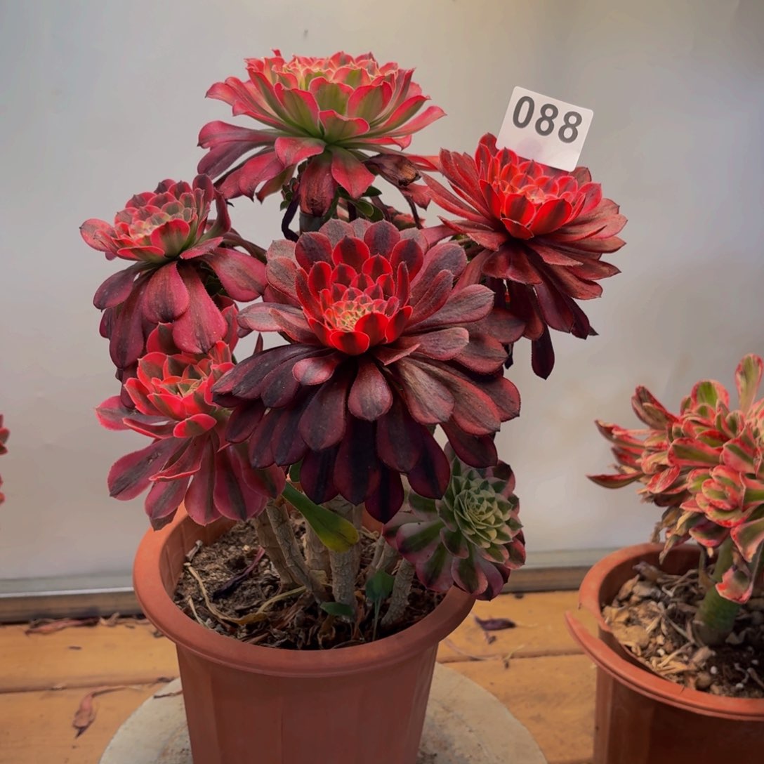 多肉法师嫁接088