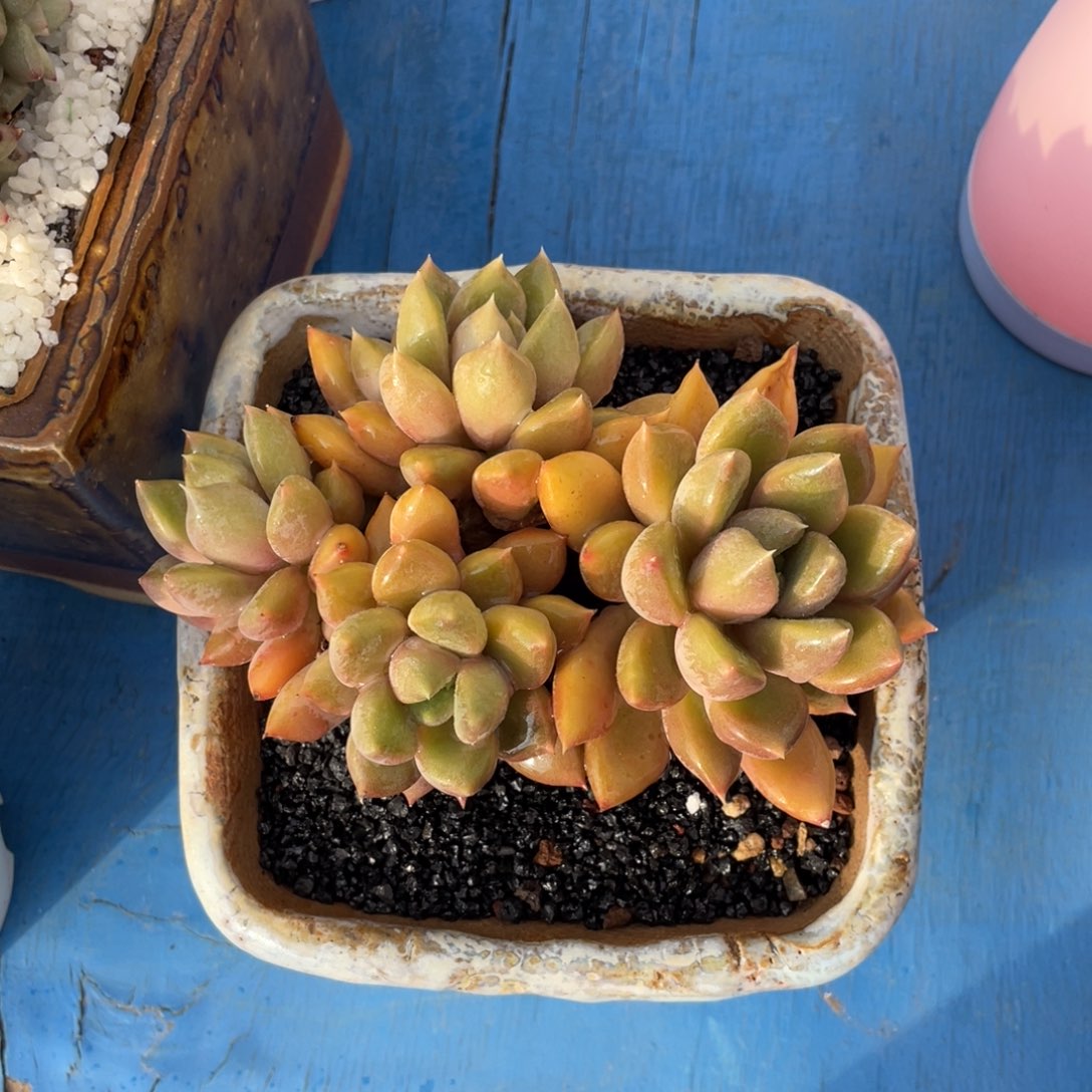 多肉植物盆栽多肉植物
