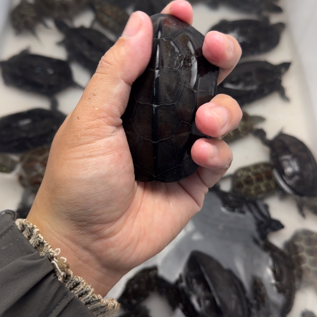 绿毛龟公苏北墨龟