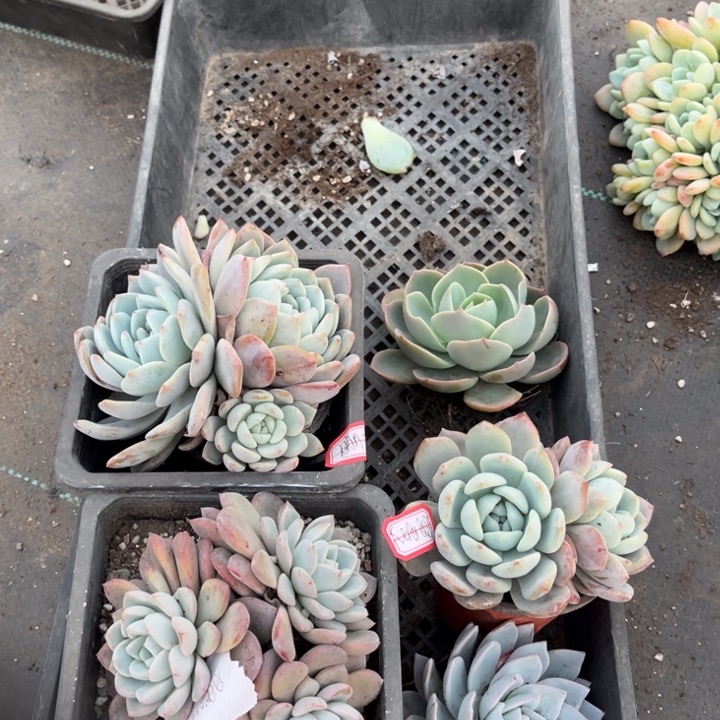 月***了雪鸟一颗单头140盆