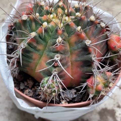 光辉邪恶去12米仙人球