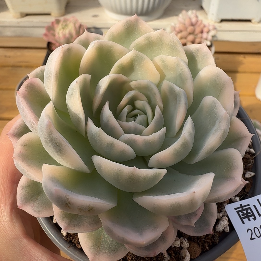 雪球锦11111227-117