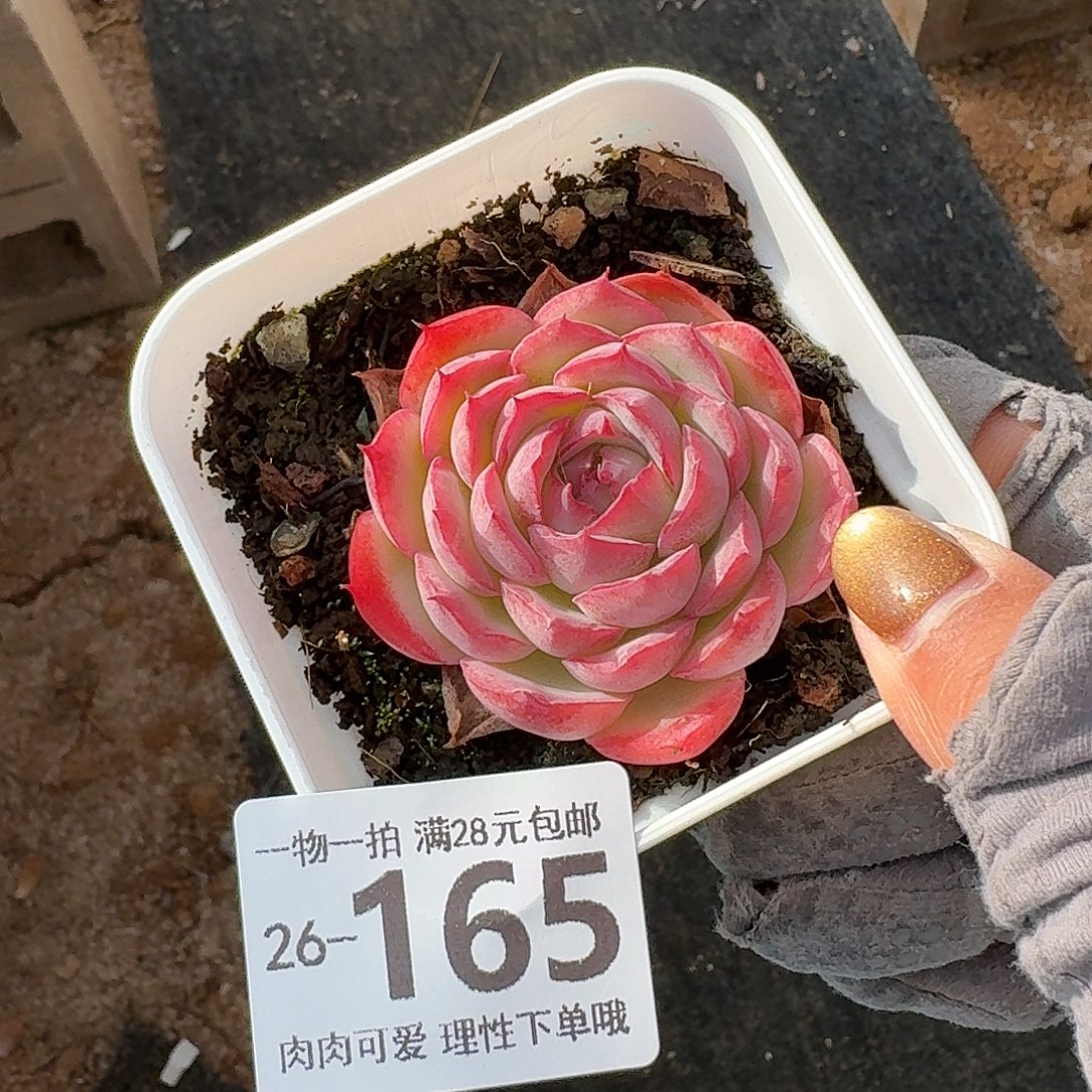 侧影无盆土发货无