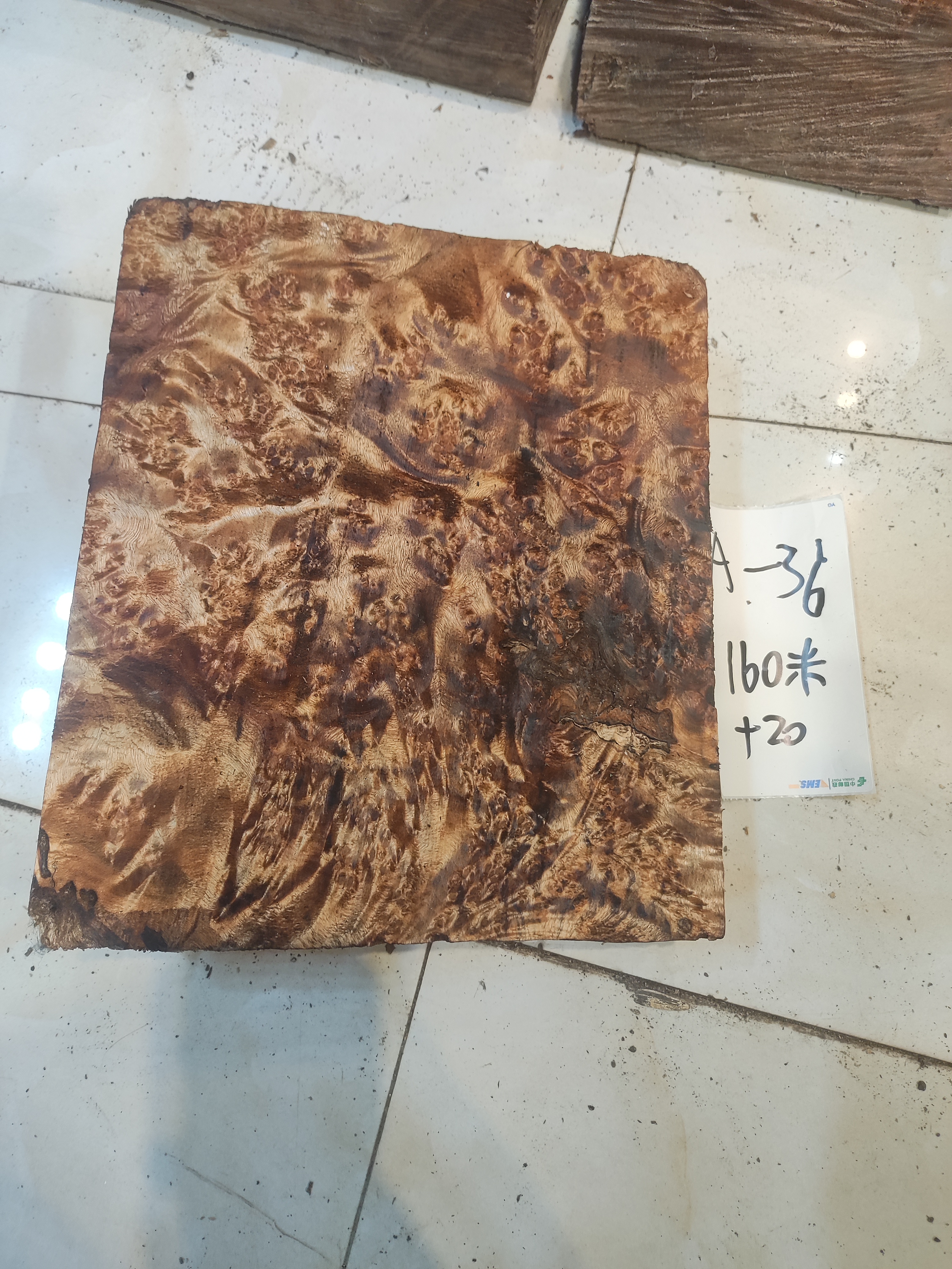 黄金樟树瘤料树瘤料