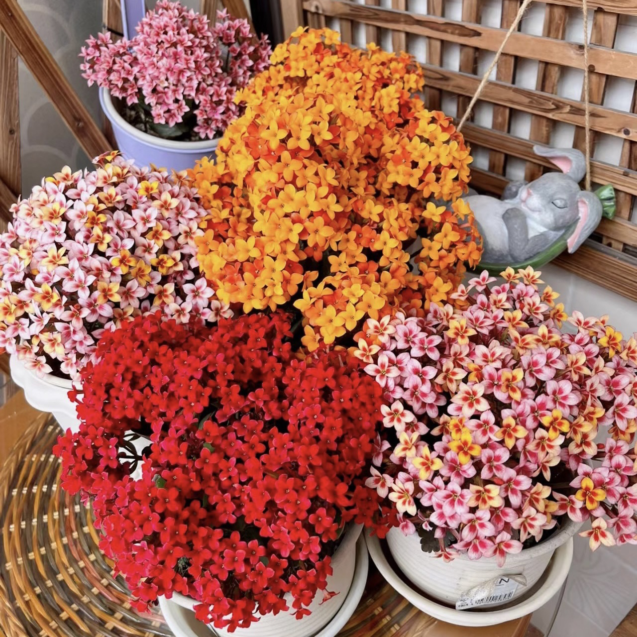 长寿花盆栽随机品种一颗