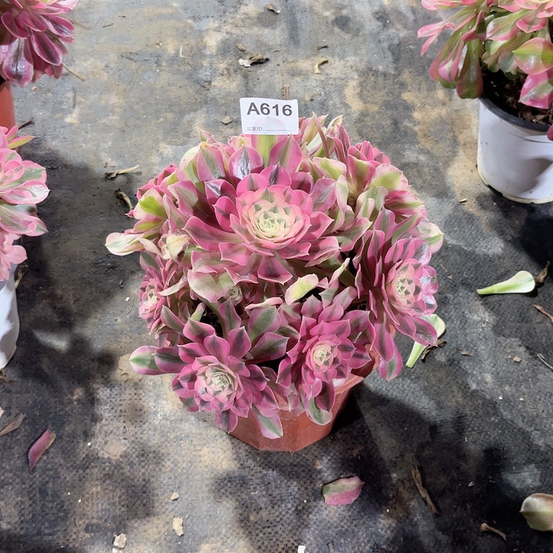 粉女郎多肉植物616