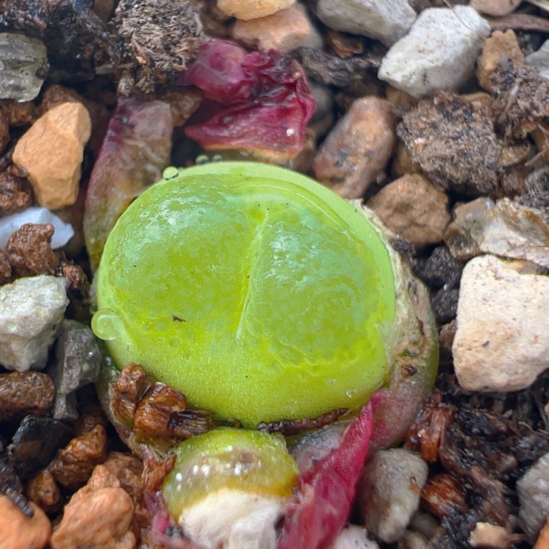 66多肉植物百科雪茄