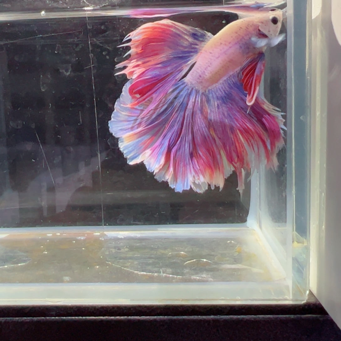 斗鱼浅色特殊尾hhhh