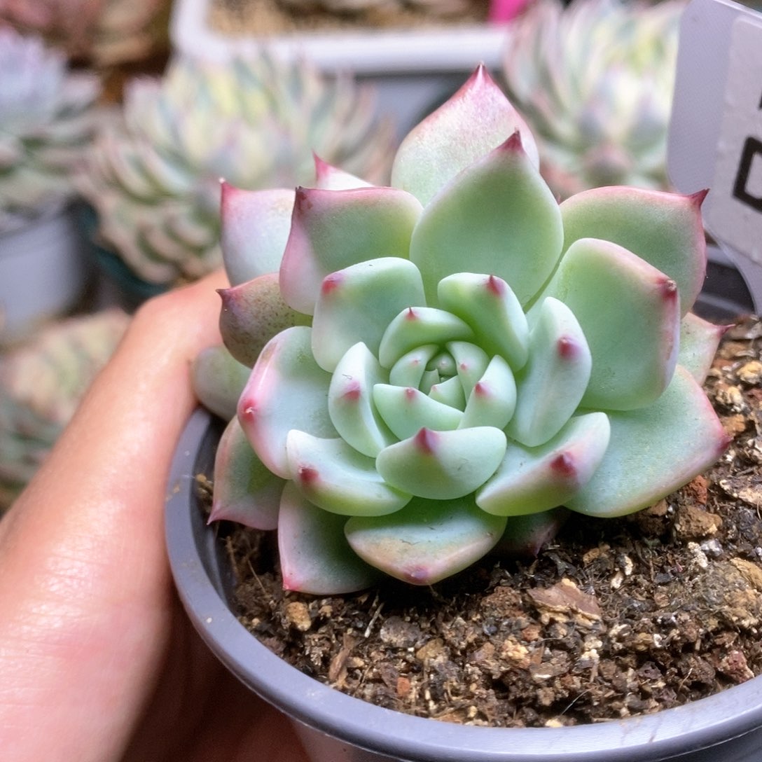 074锦锦锦锦锦锦