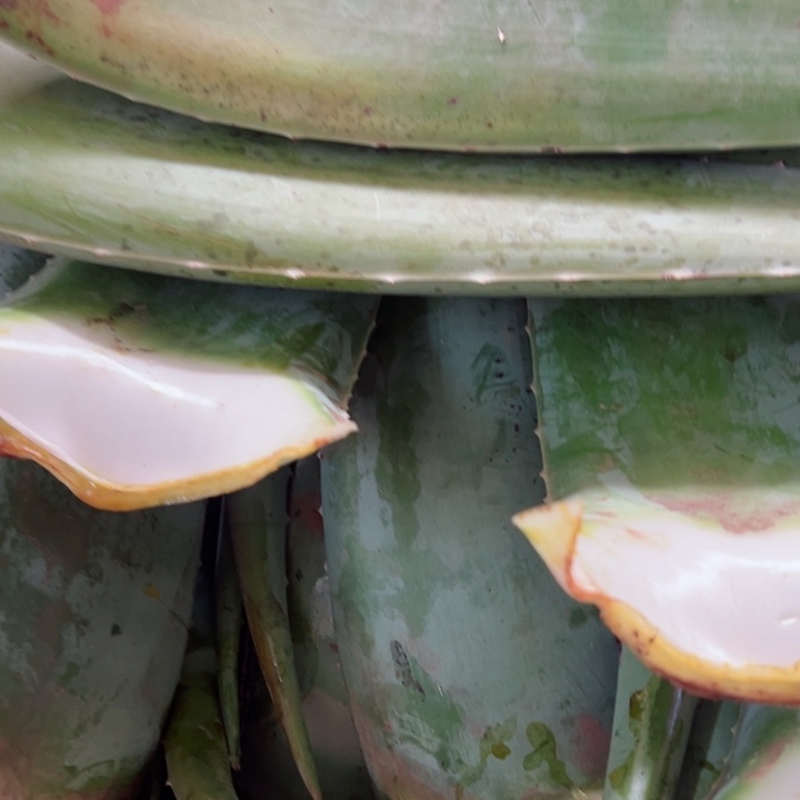 3片食用叶片，每片800克左右