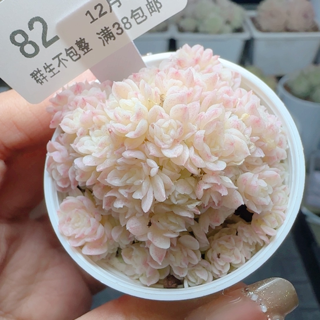 1231-82fm-172优选麦杆