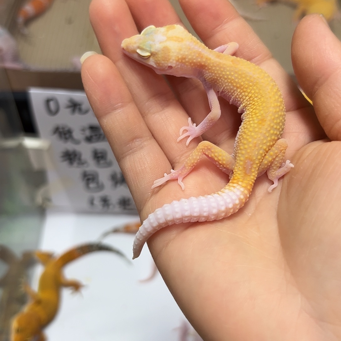 豹纹守宫豹纹守宫