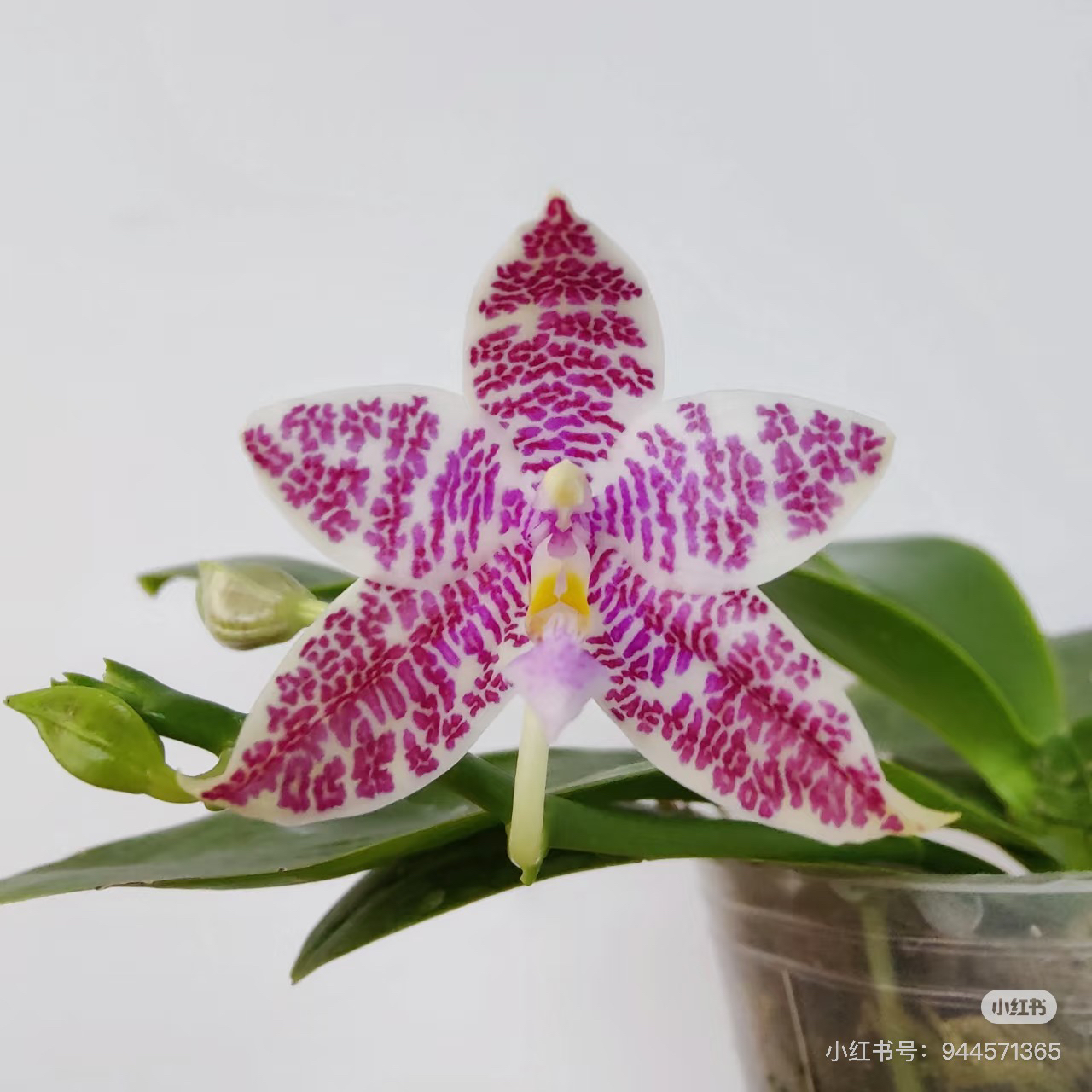 【Phal. hieroglyphica ‘red’x sib】1.7寸 苗发货 （苗情超级成熟）