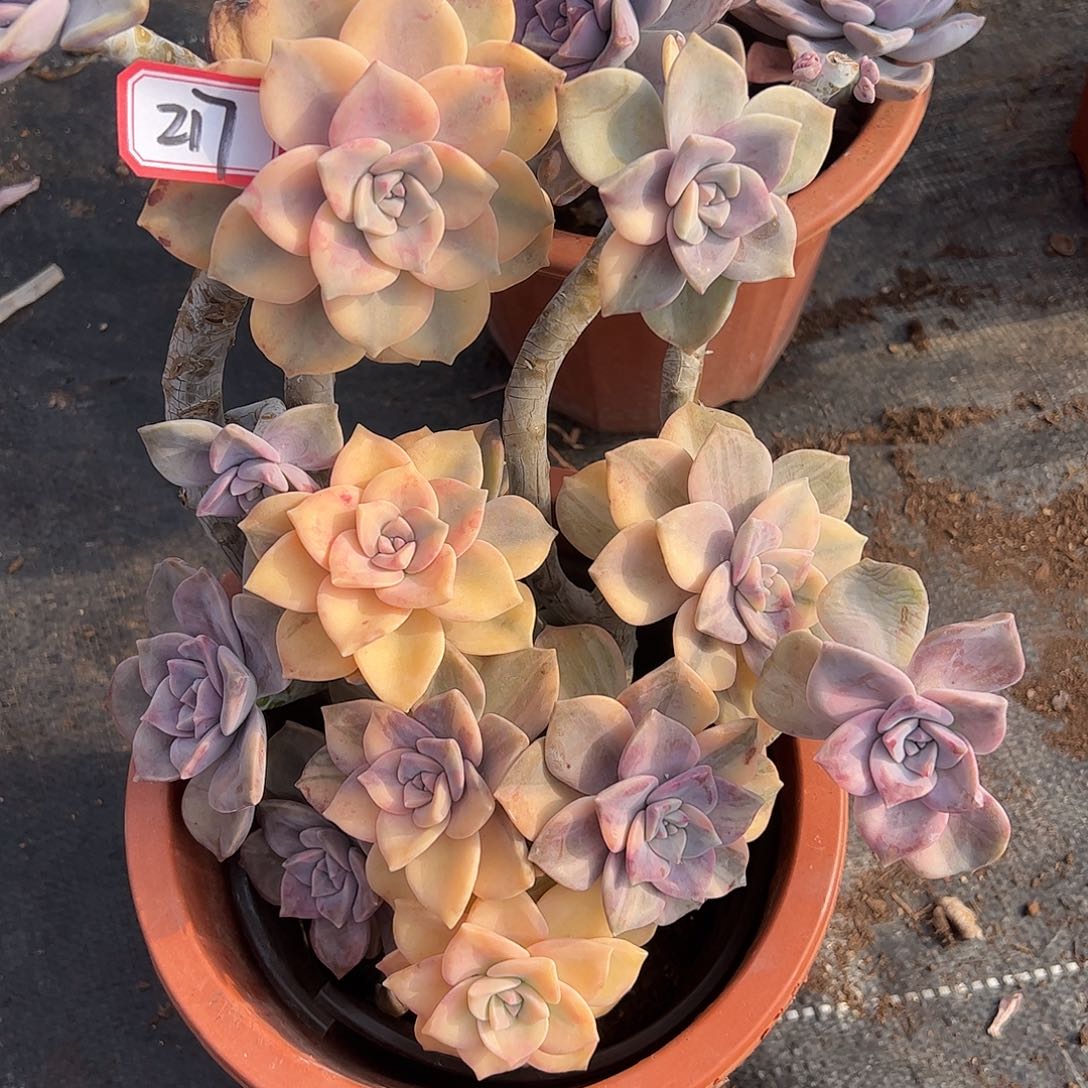 217号紫乐锦，有个头掉了