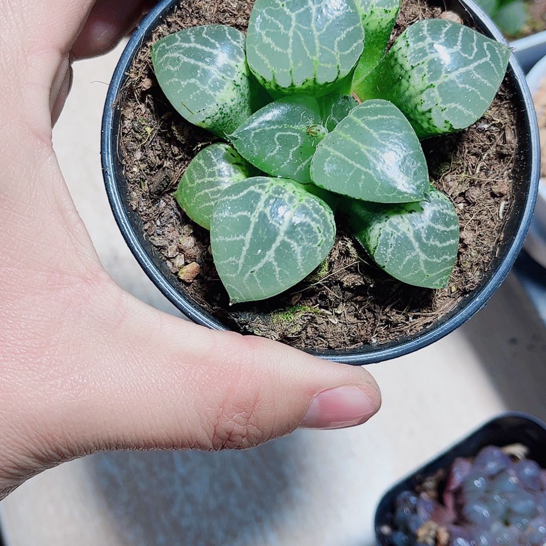 水晶康平新手好养