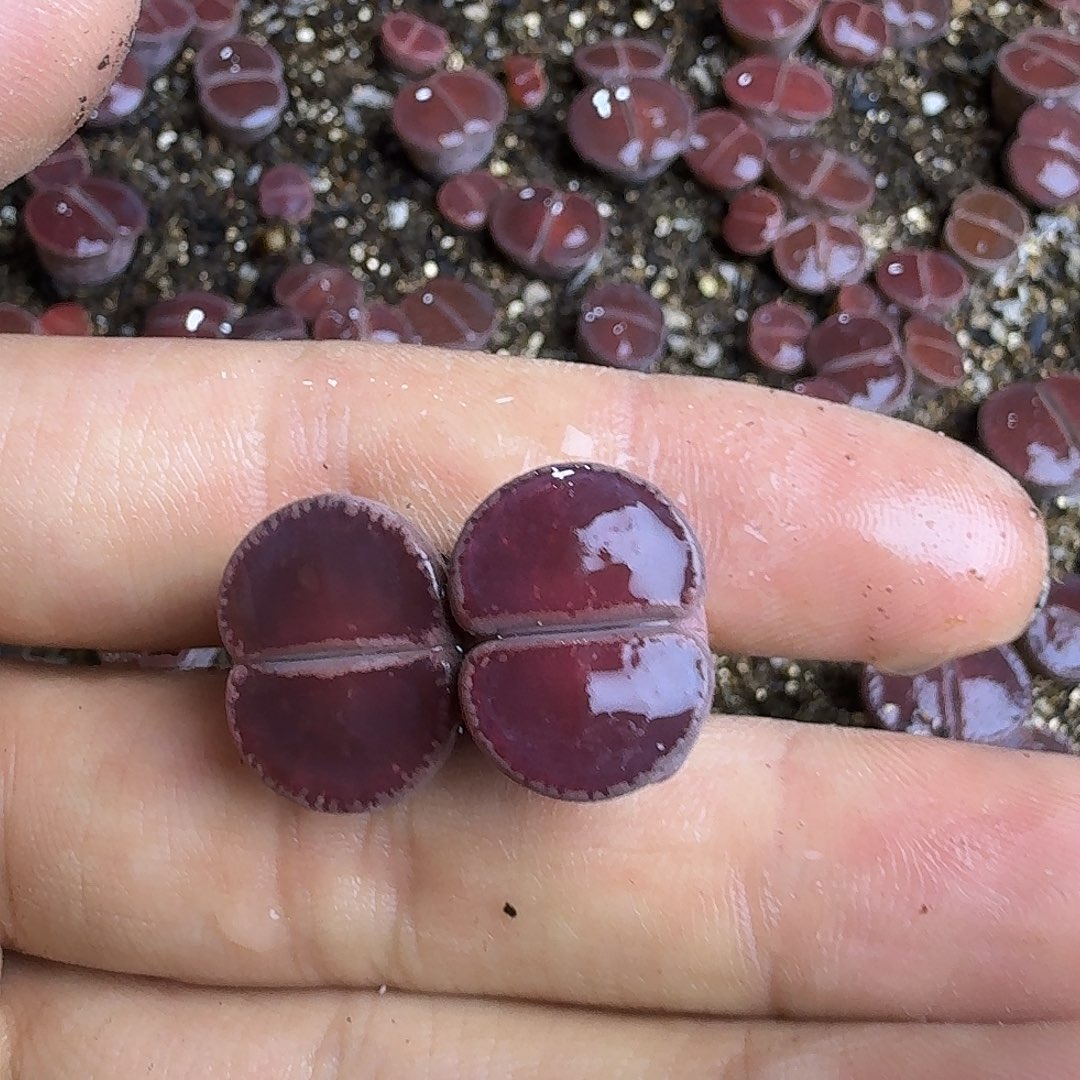 的***行821 哈哈哈哈哈哈哈哈哈