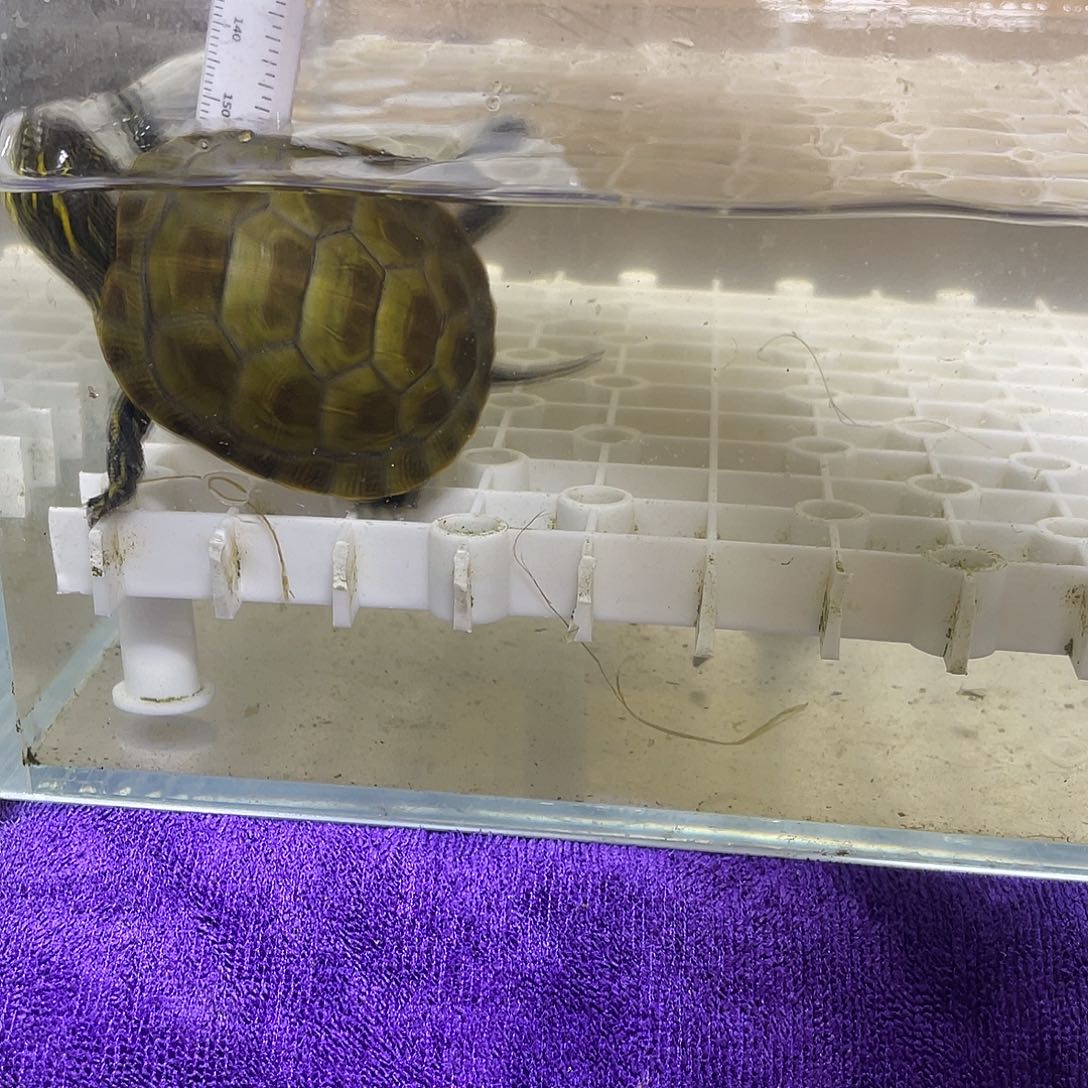 不分公母宠物龟西锦