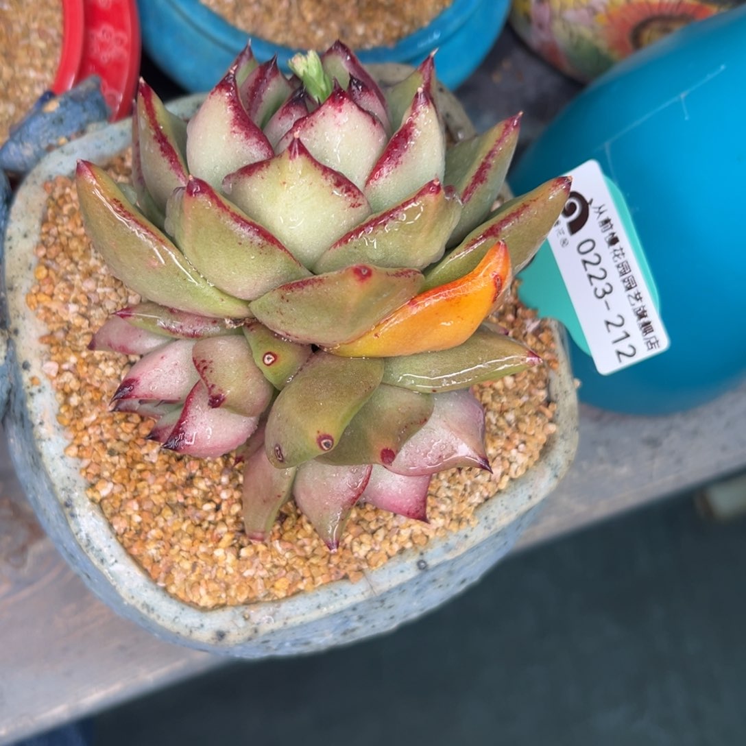 多肉一物一拍0223-212