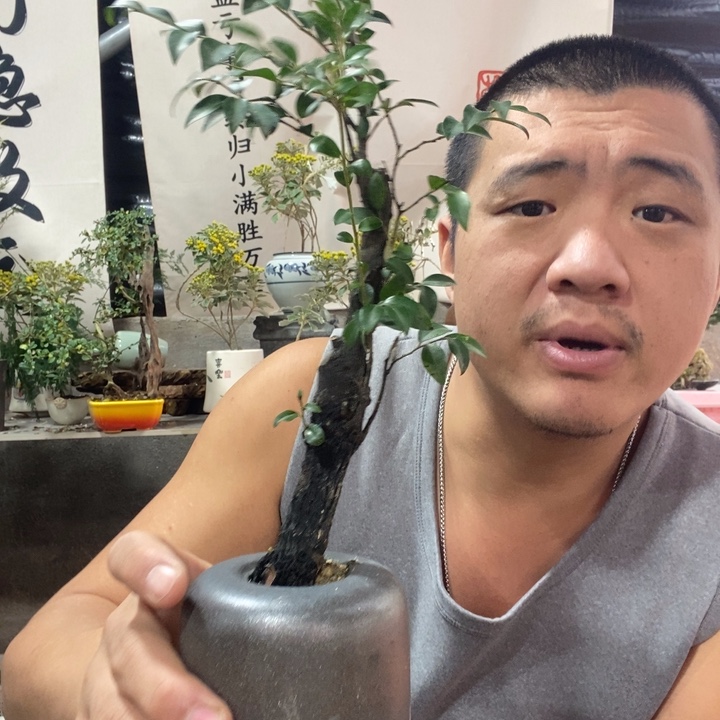 以实际为准文竹月季菖蒲