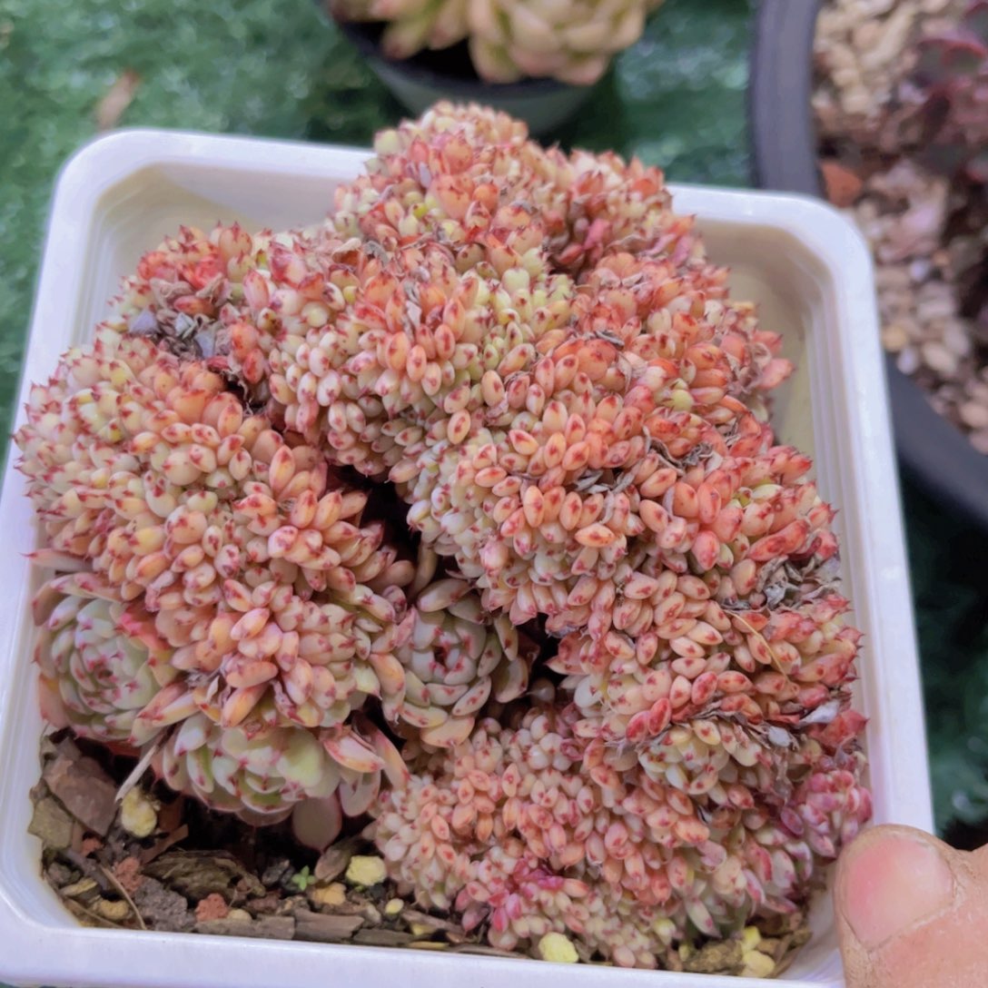 粉姬莲缀31218多肉植物