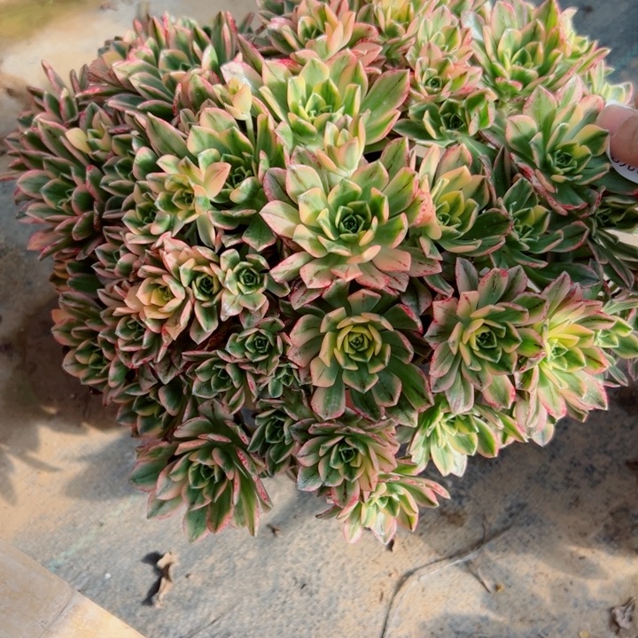 67甜茶多肉多肉多