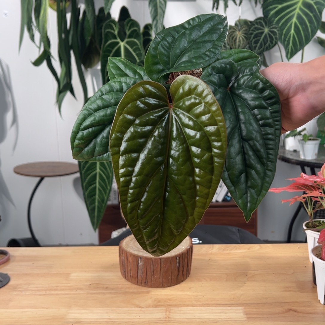 完全开放原桩进口恶魔