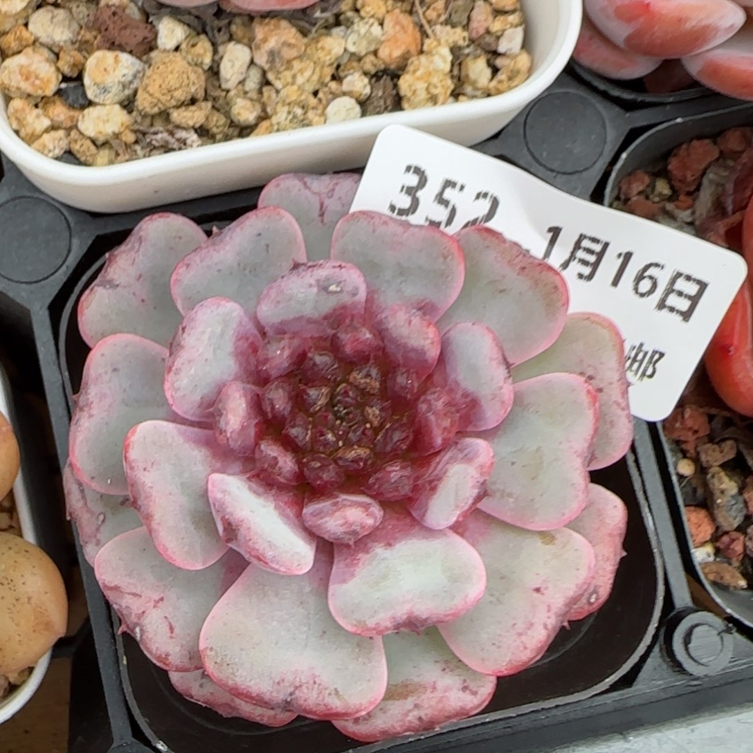 花语逸镜0116-352